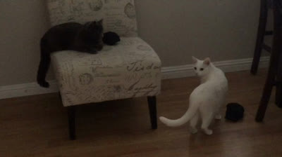 My Cats Sapphire & Princess